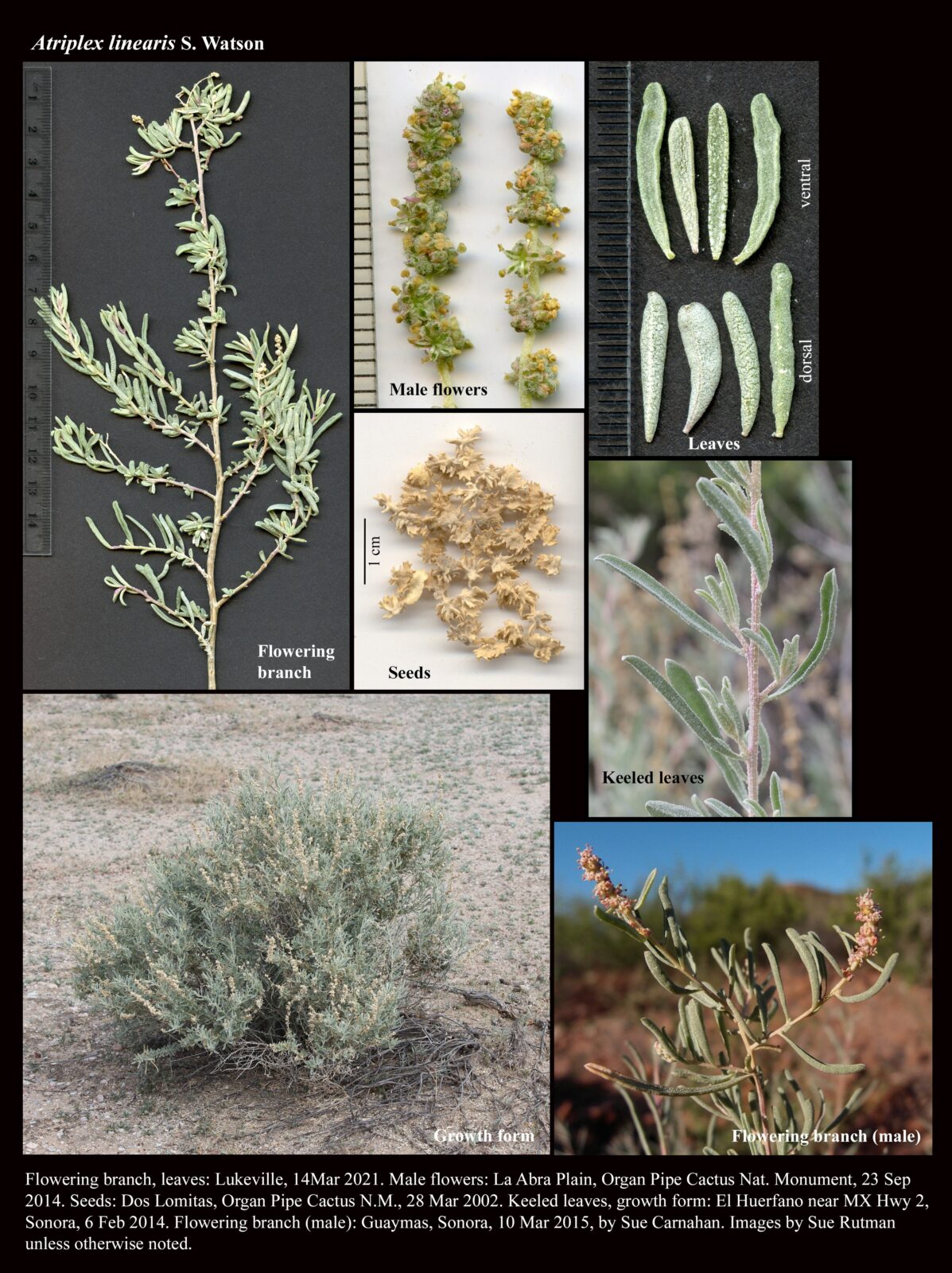 Atriplex Linearis The Arizona Native Plant Society