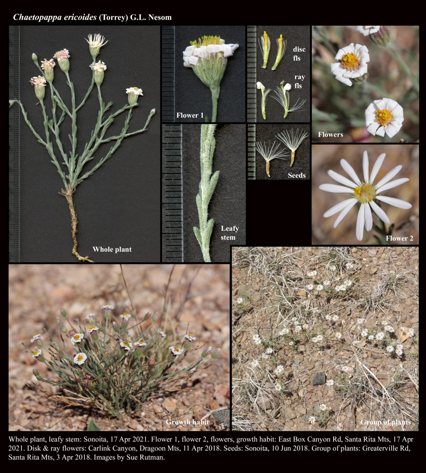 Chaetopappa Ericoides The Arizona Native Plant Society