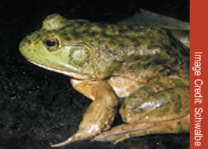 Bulfrogs are particularly invasive.