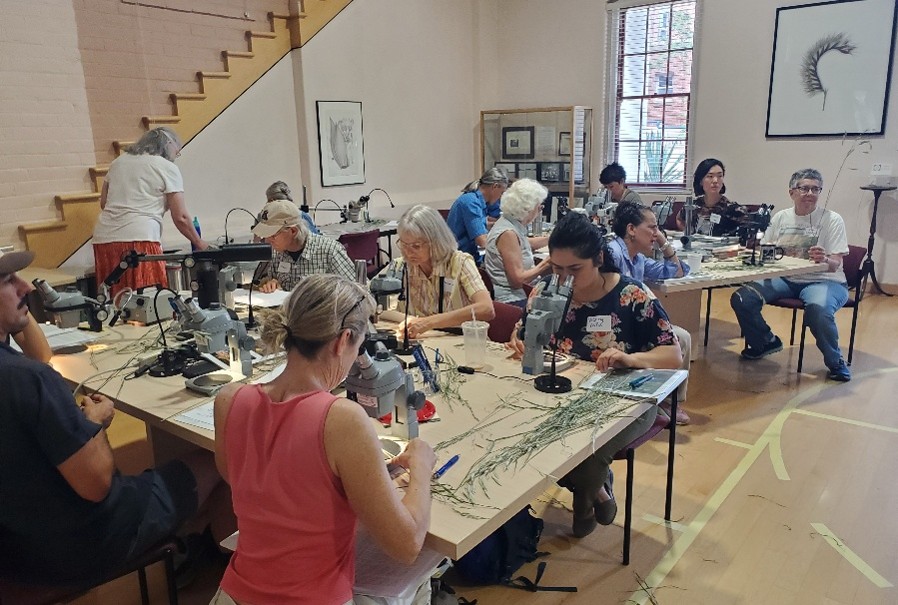 Participants attending a Grass Class workshop at the University of Arizona Herbarium