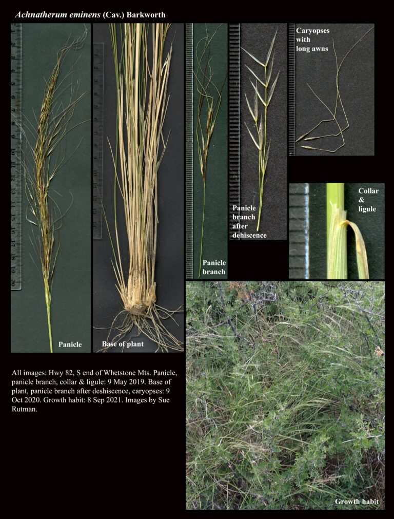 Achnatherum eminens : The Arizona Native Plant Society