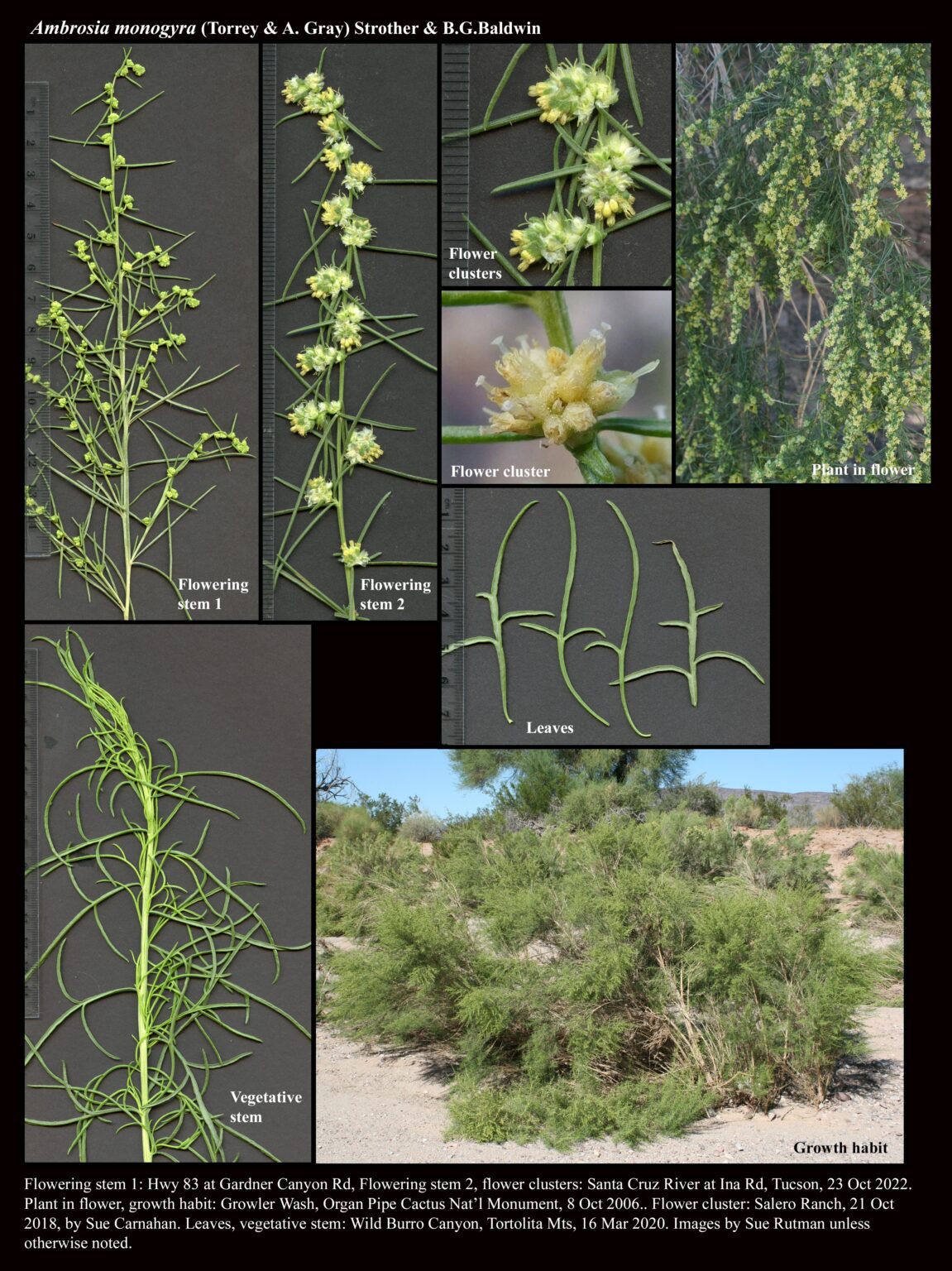 Ambrosia monogyra The Arizona Native Plant Society