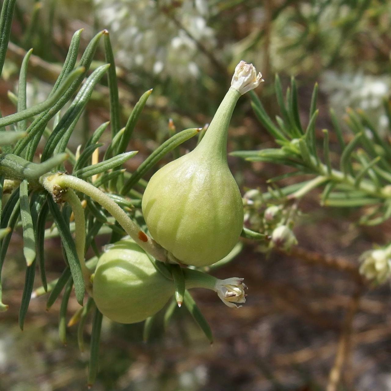 Pine-needle Milkweed : The Arizona Native Plant Society