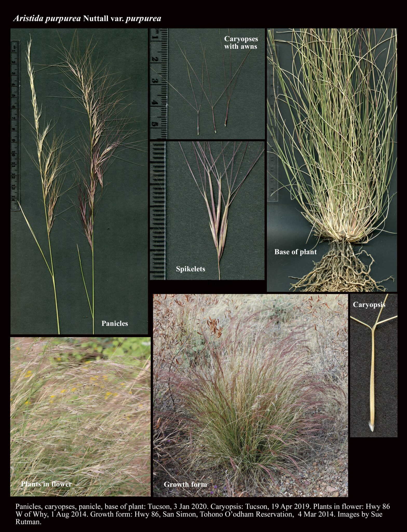 Aristida purpurea var. purpurea : The Arizona Native Plant Society