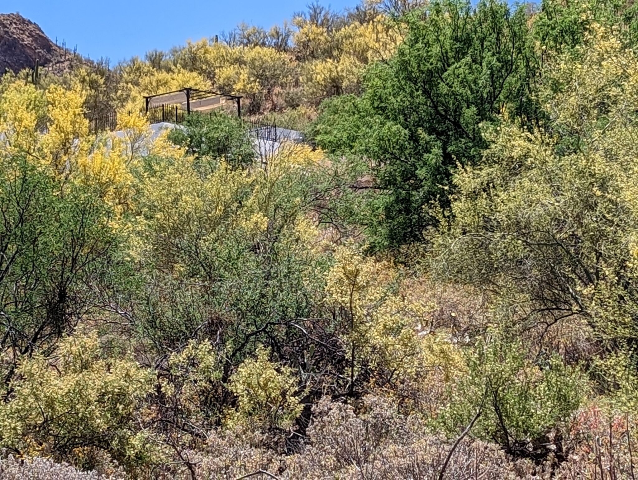 The Beautiful Procession of Palo Verde Flowers The Arizona Native