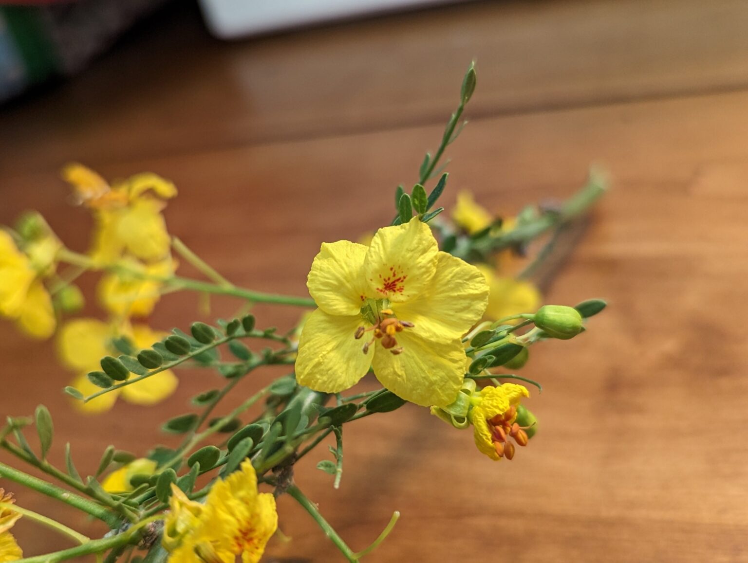 The Beautiful Procession of Palo Verde Flowers The Arizona Native Plant Society