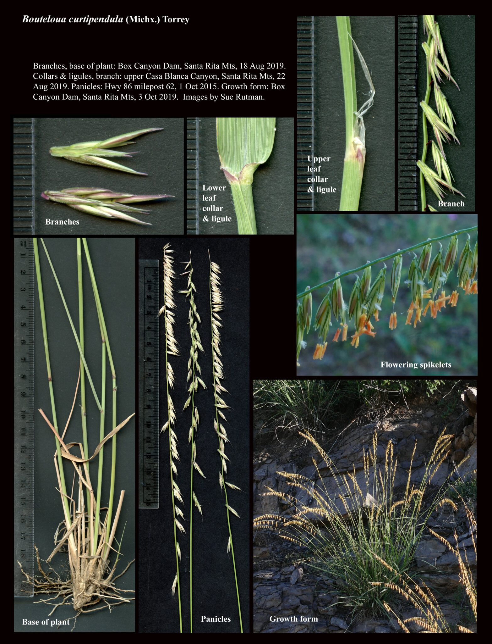 Bouteloua curtipendula : The Arizona Native Plant Society