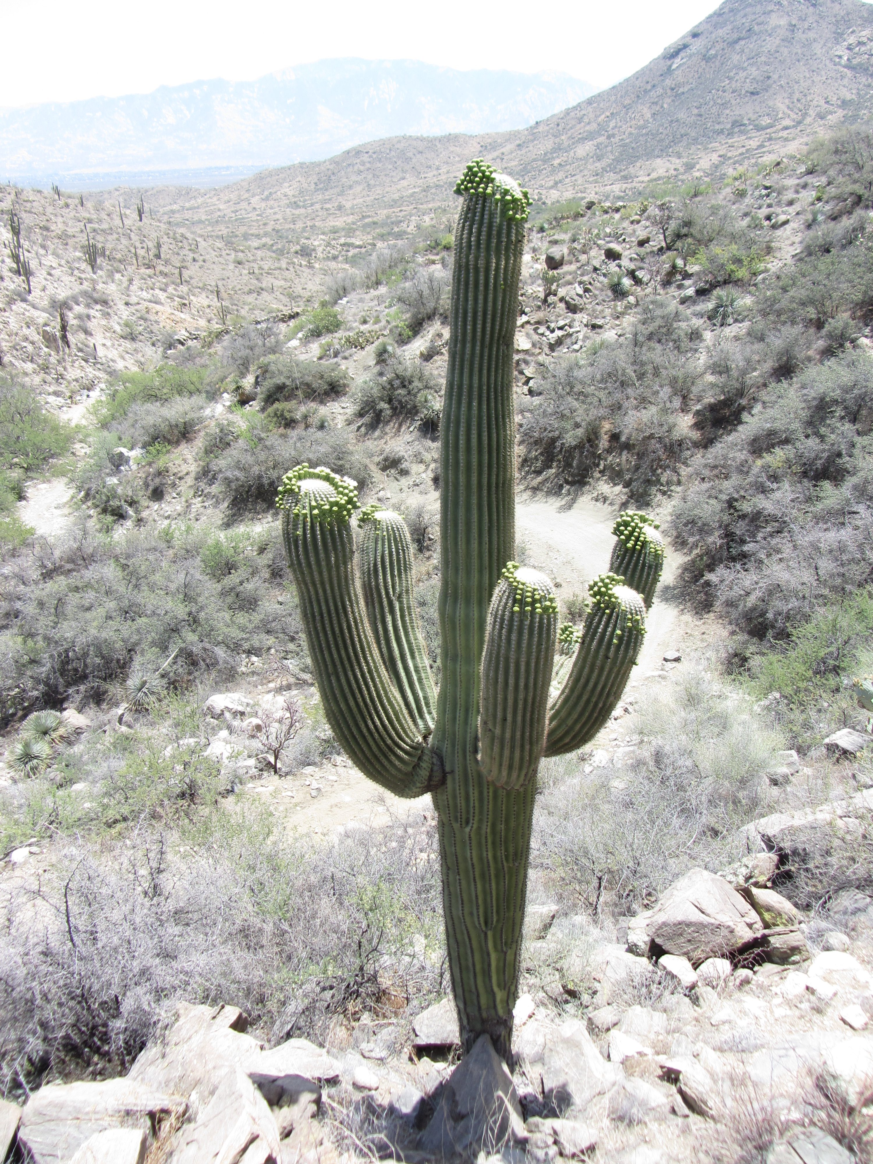 Saguaro : The Arizona Native Plant Society