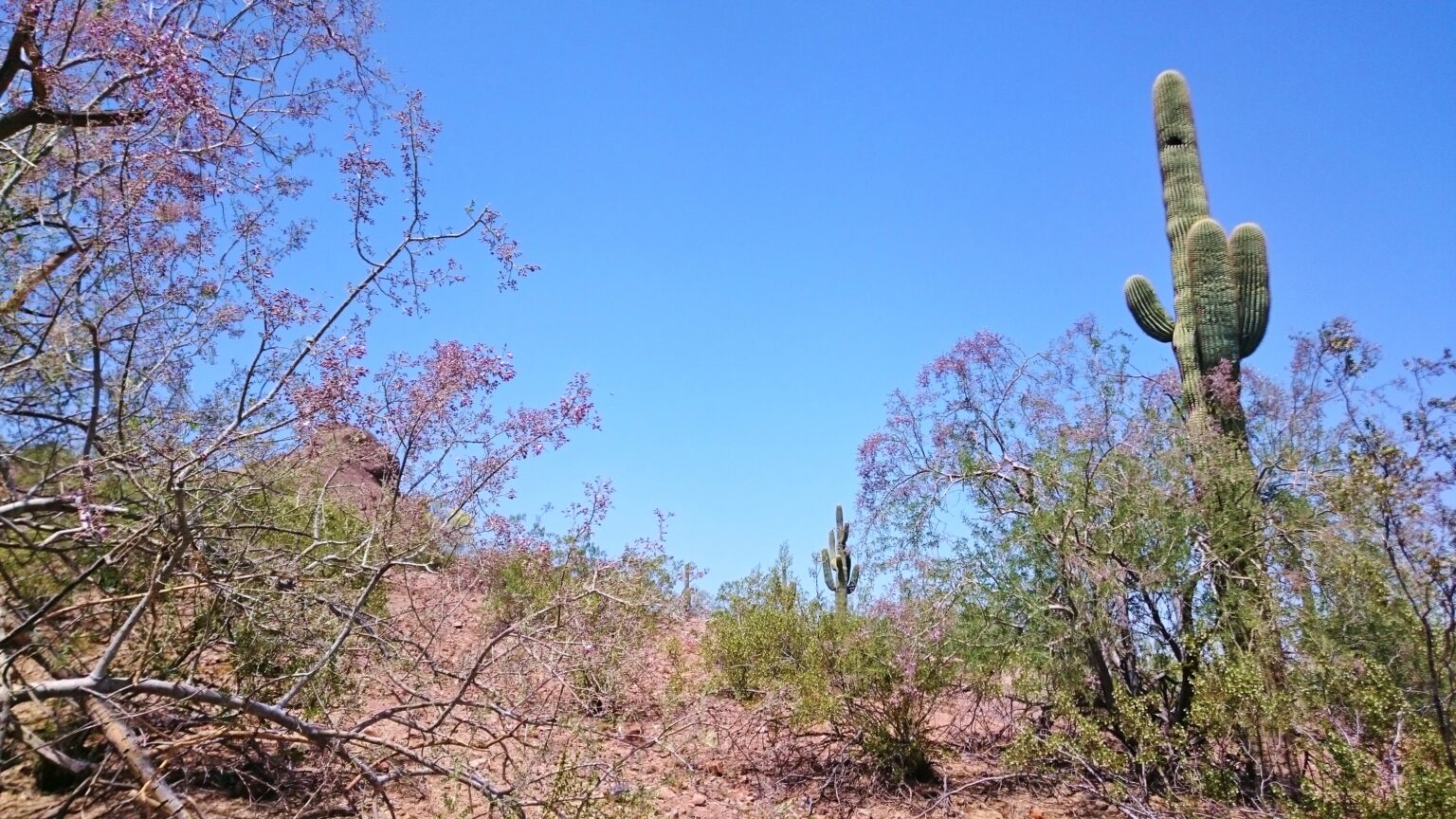 Plant Profile Desert Ironwood The Arizona Native Plant Society