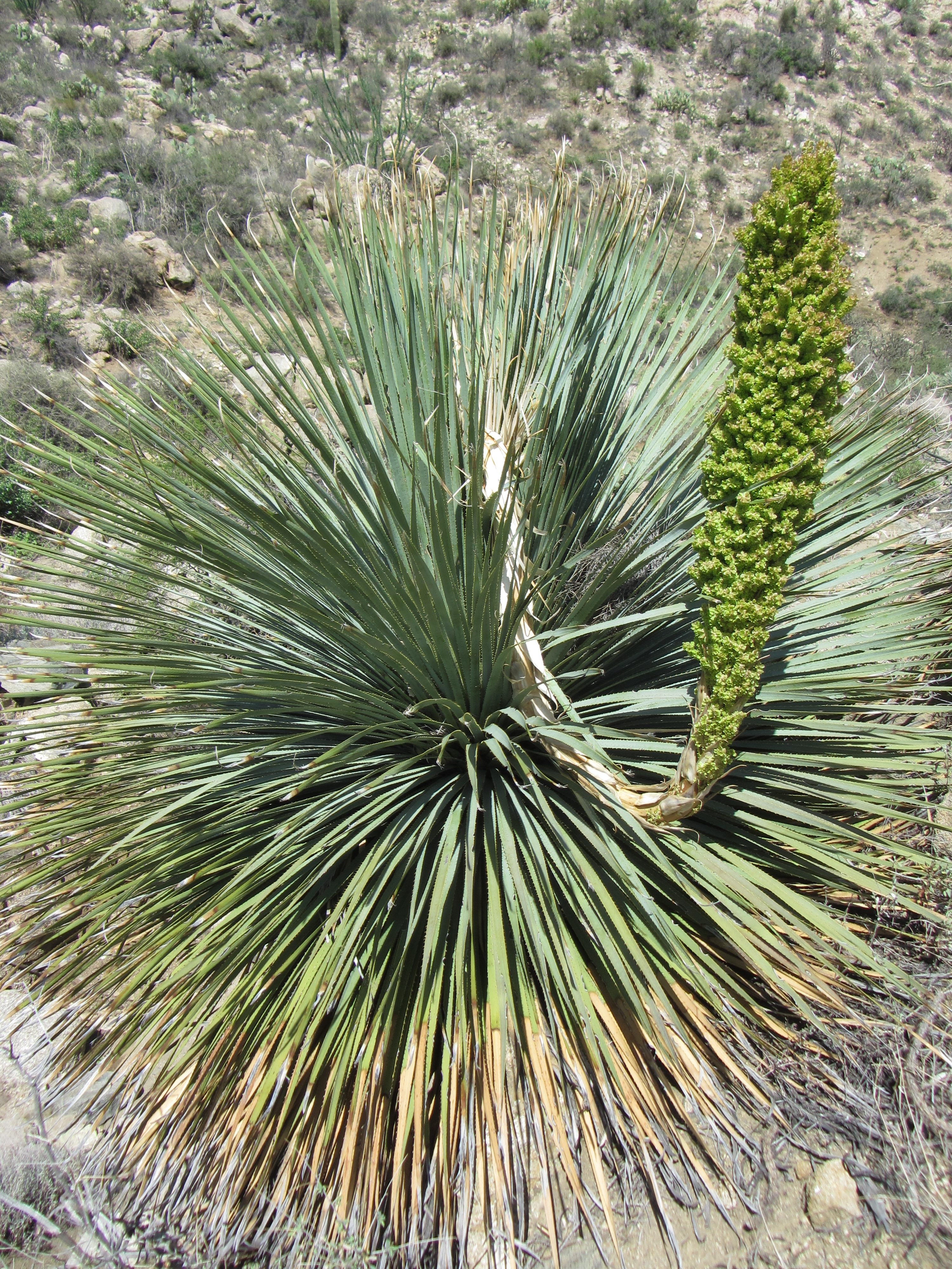 Desert spoon : The Arizona Native Plant Society