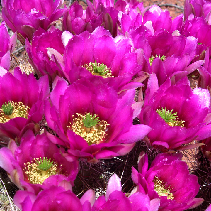 The Arizona Native Plant Society