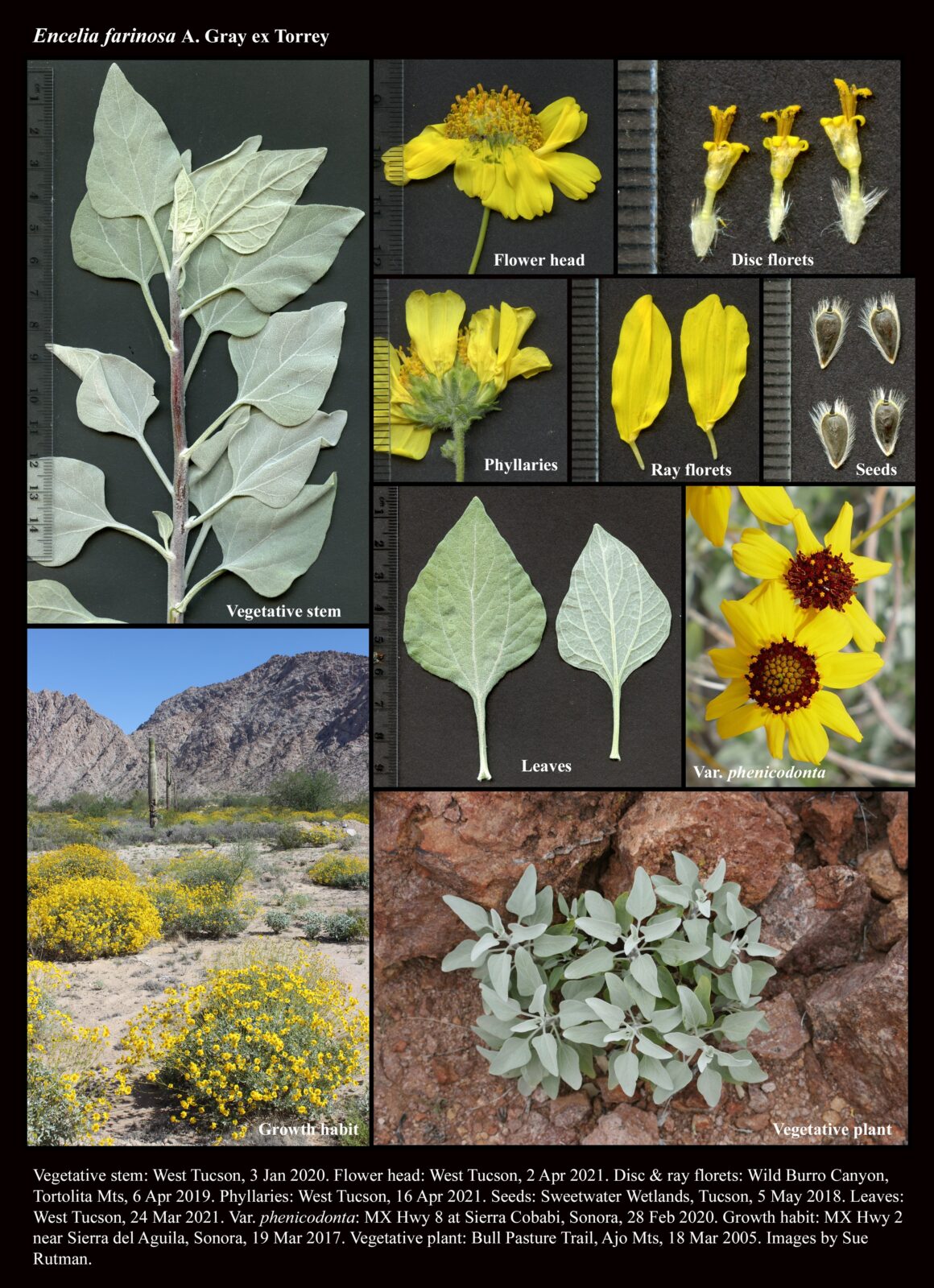 encelia-farinosa-the-arizona-native-plant-society