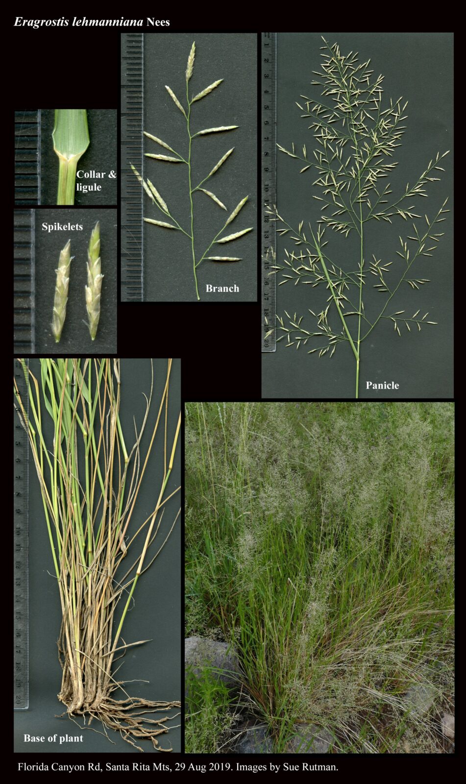 Eragrostis lehmanniana : The Arizona Native Plant Society