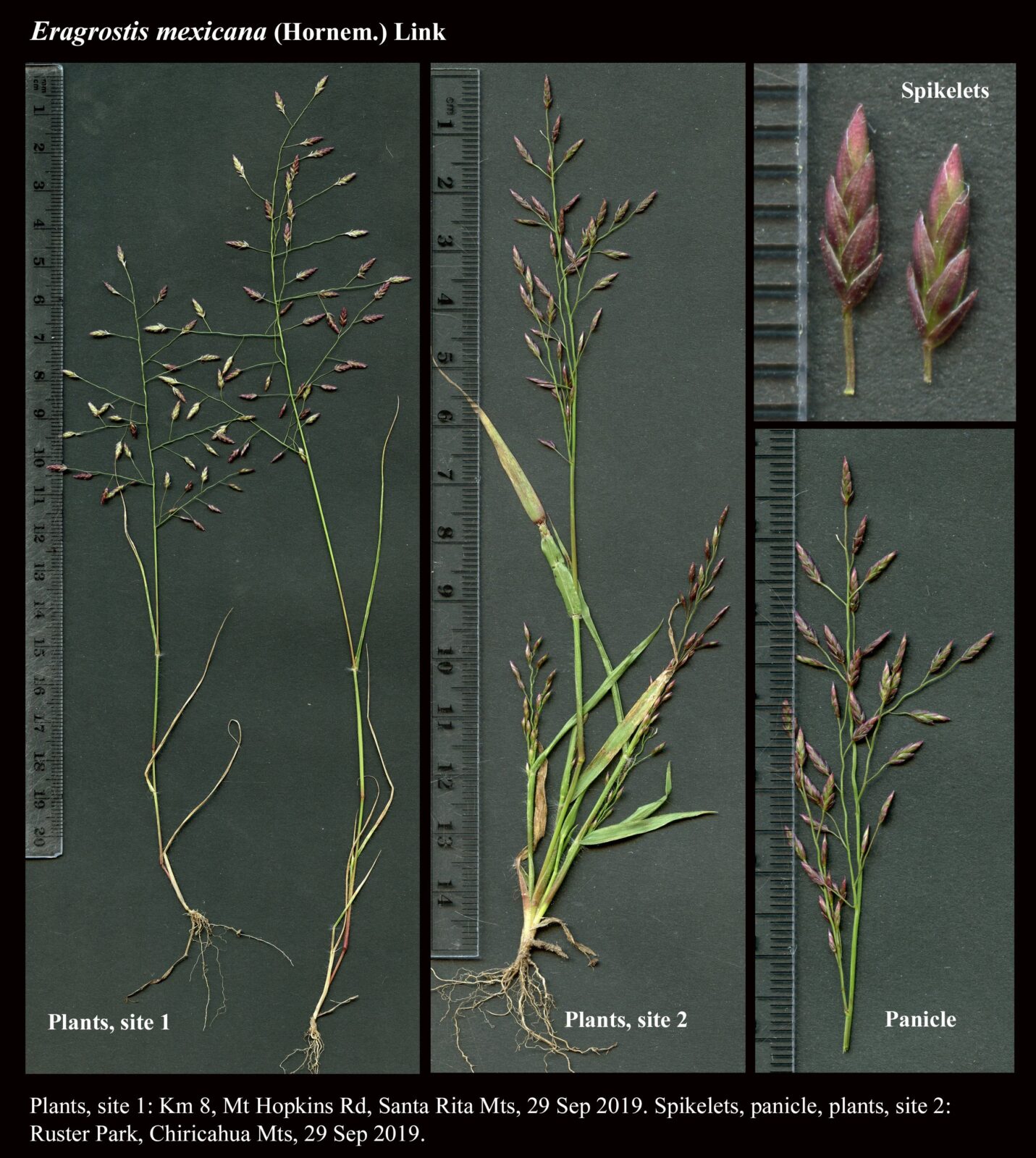 Eragrostis mexicana : The Arizona Native Plant Society