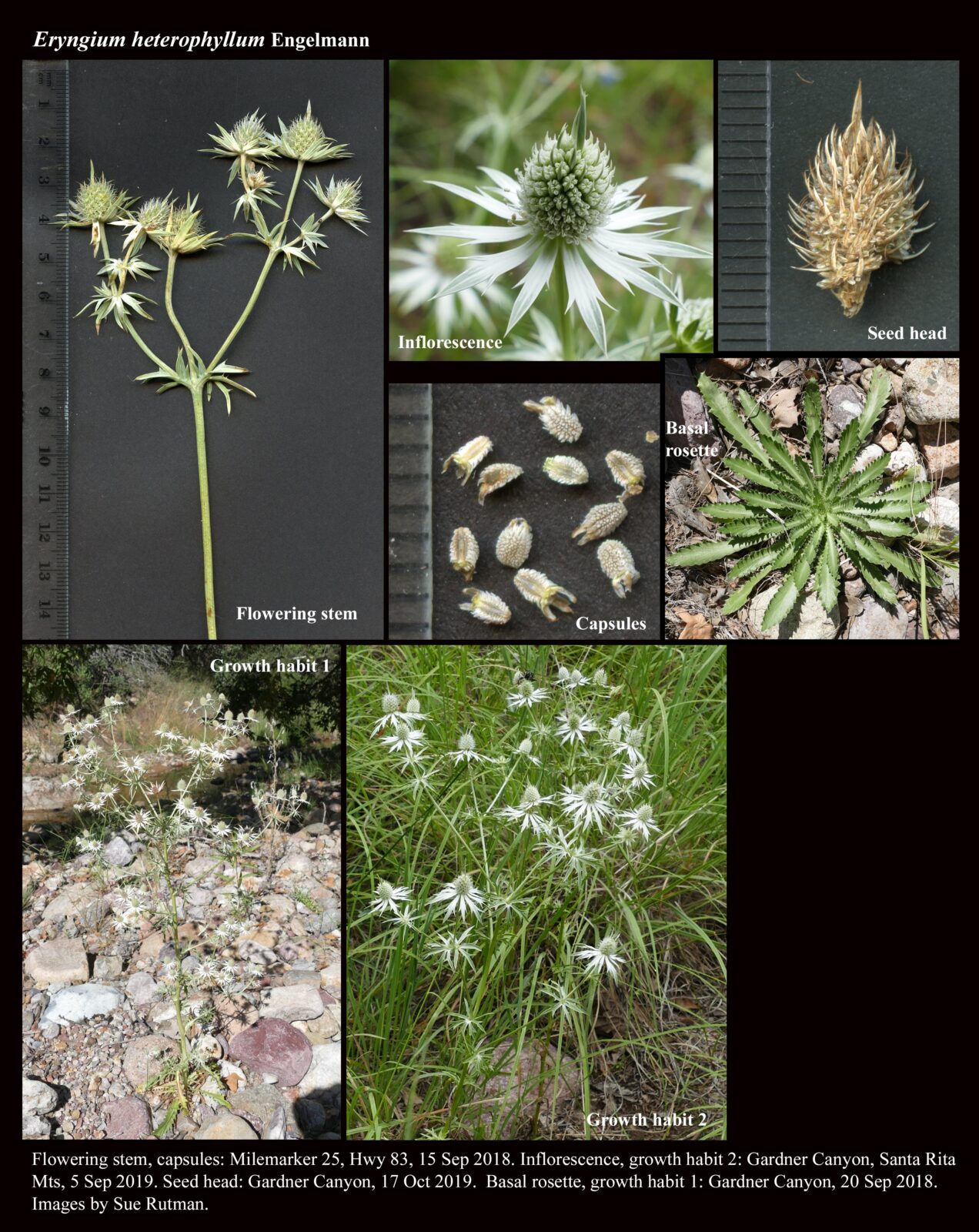Eryngium heterophyllum The Arizona Native Plant Society