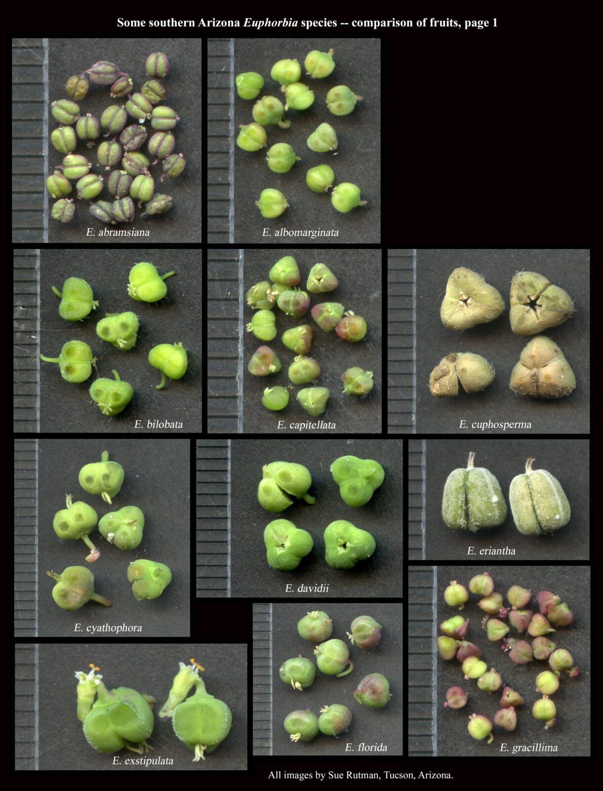 Euphorbia fruits comparison 1 : The Arizona Native Plant Society