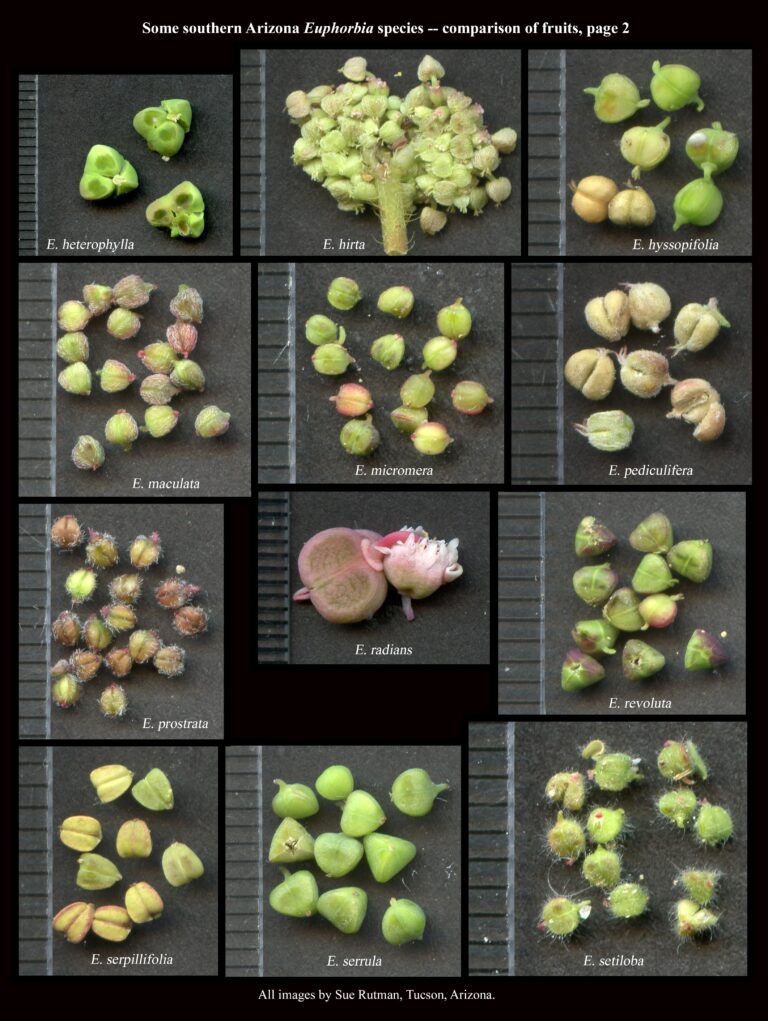 Euphorbia fruits comparison 2 : The Arizona Native Plant Society