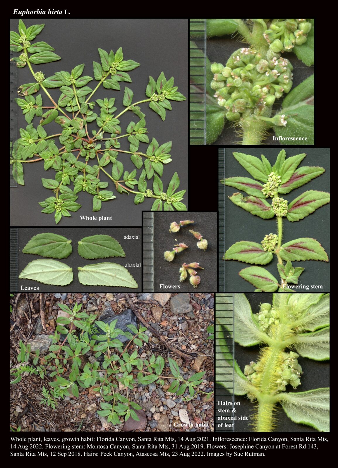 Euphorbia Hirta The Arizona Native Plant Society Clip 1155x1600 