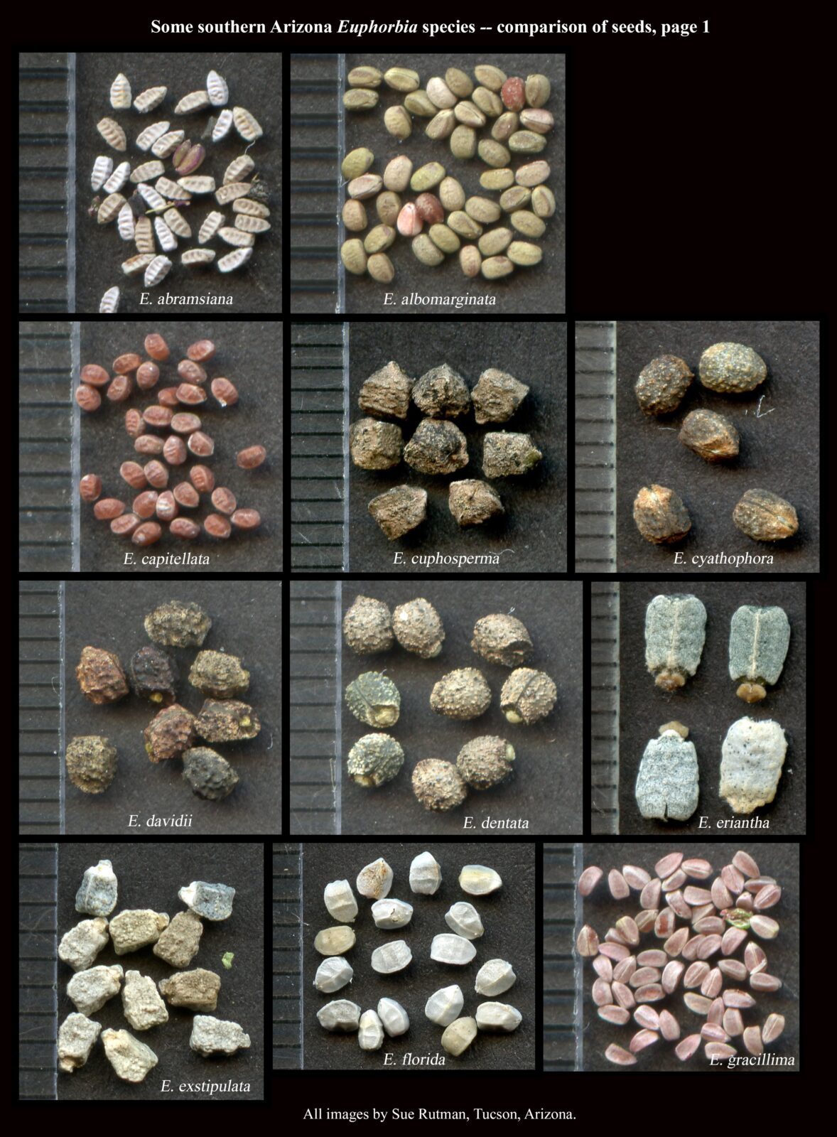 Euphorbia seeds comparison 1 : The Arizona Native Plant Society