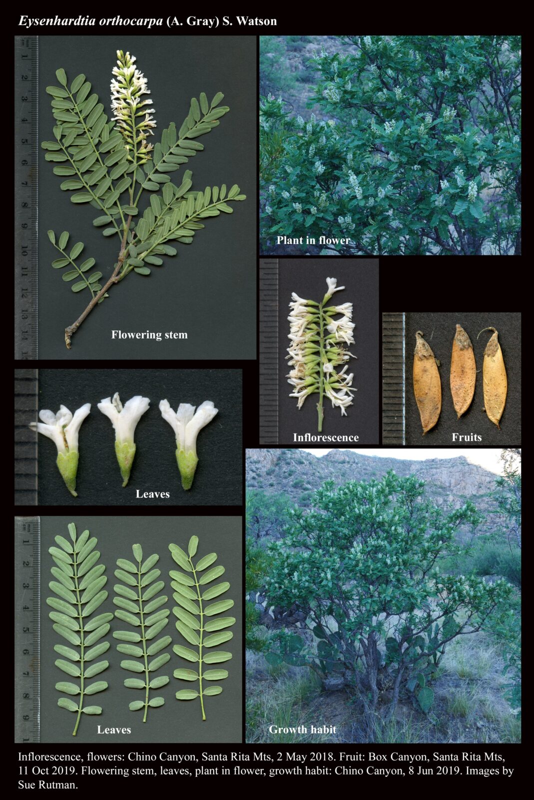 Eysenhardtia orthocarpa : The Arizona Native Plant Society