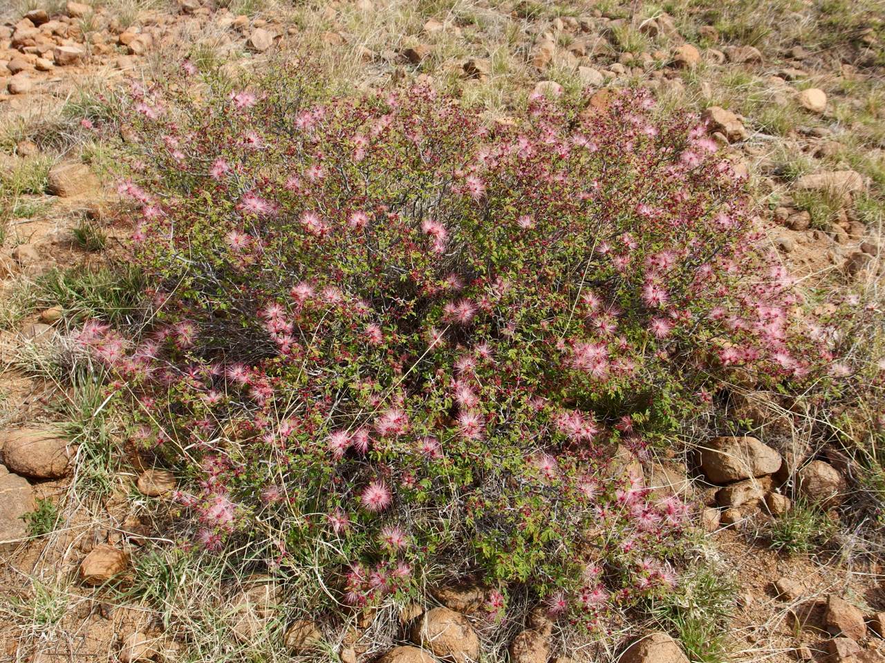 Fairy Duster The Arizona Native Plant Society