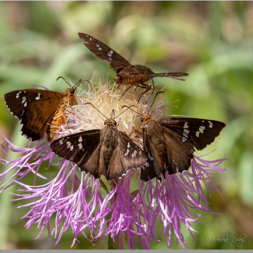 why-native-plants-are-better-for-humans-and-wildlife-more-native