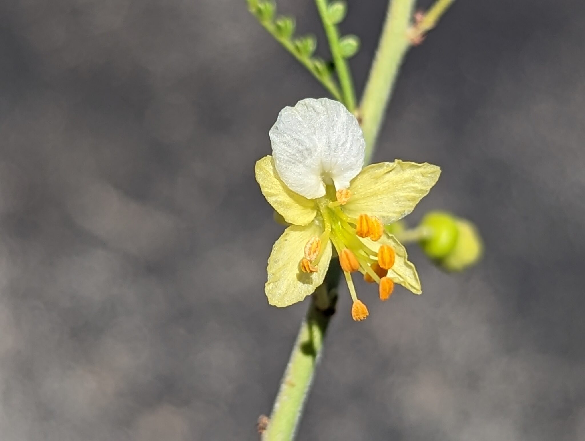The Beautiful Procession of Palo Verde Flowers The Arizona Native Plant Society