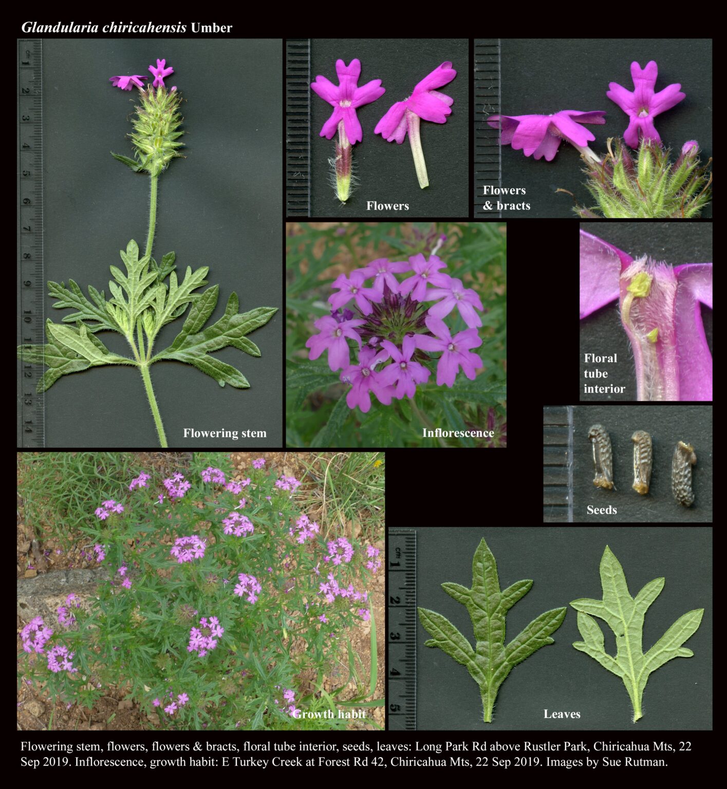 Glandularia chiricahensis The Arizona Native Plant Society
