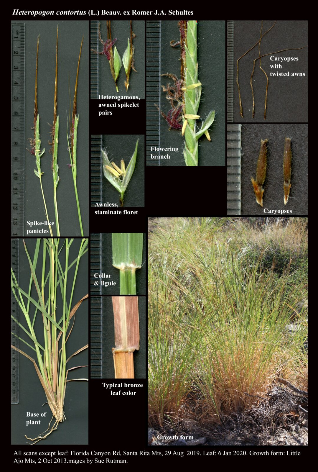 Heteropogon contortus : The Arizona Native Plant Society