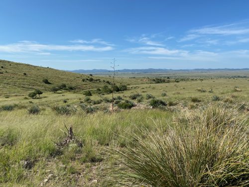 Grasslands near Elgin, AZ