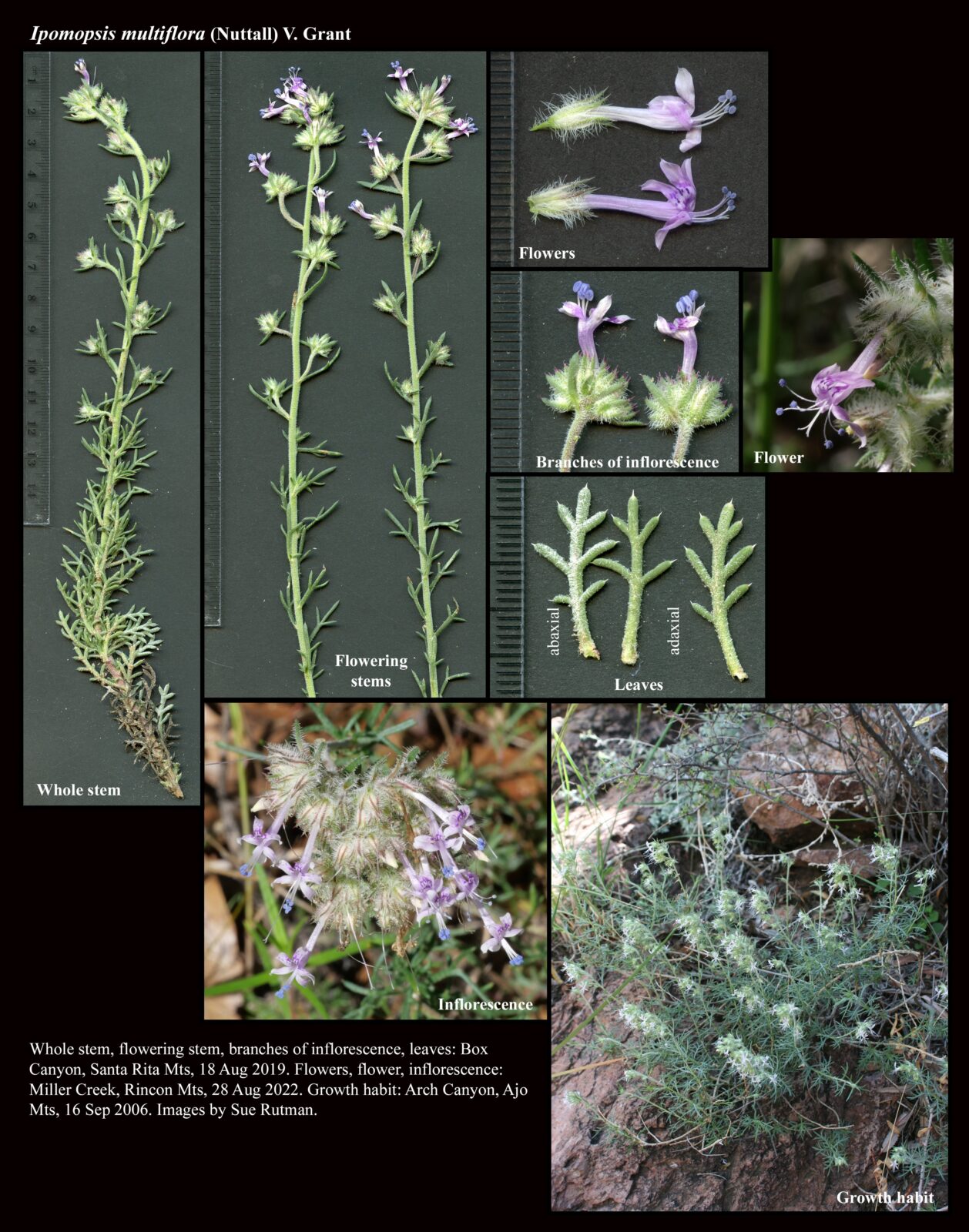 Ipomopsis Multiflora The Arizona Native Plant Society