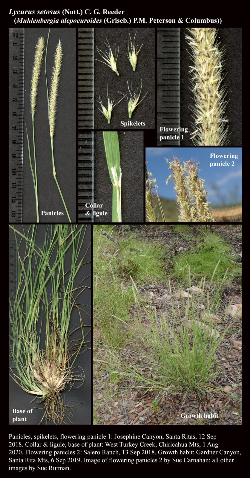 Lycurus setosus (Muhlenbergia alepocuroides) : The Arizona Native Plant ...