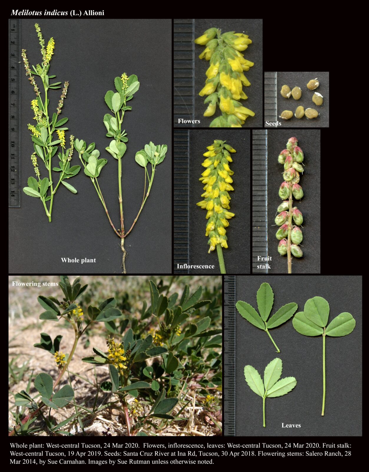 Melilotus indicus : The Arizona Native Plant Society