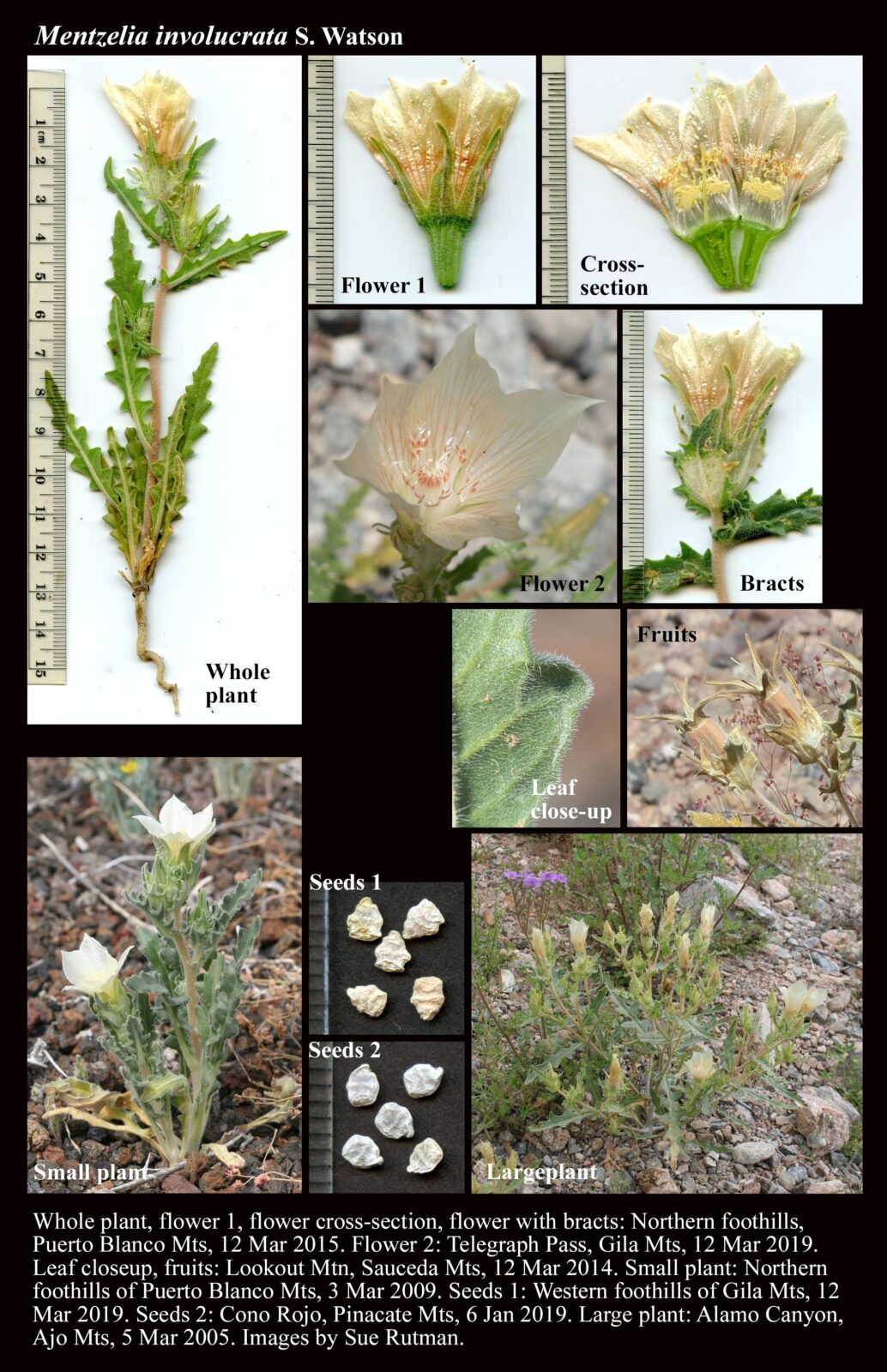 Mentzelia involucrata The Arizona Native Plant Society