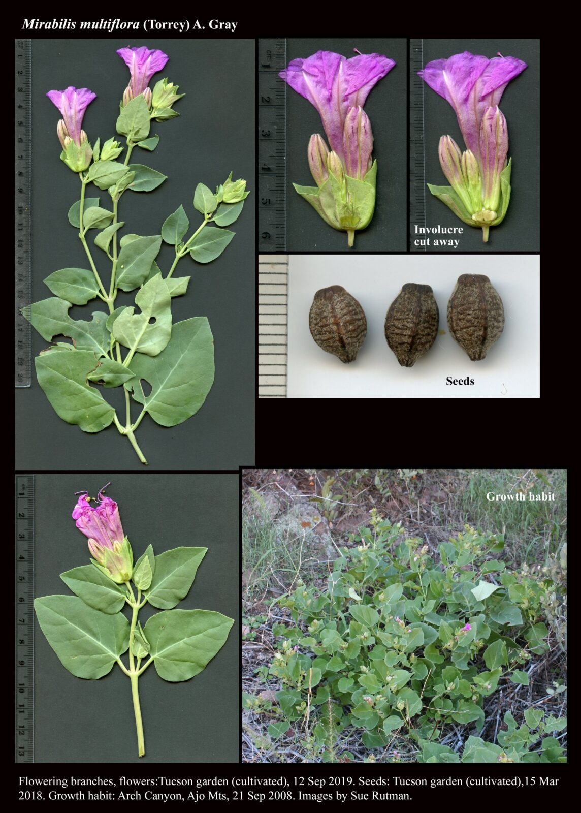 Mirabilis multiflora : The Arizona Native Plant Society