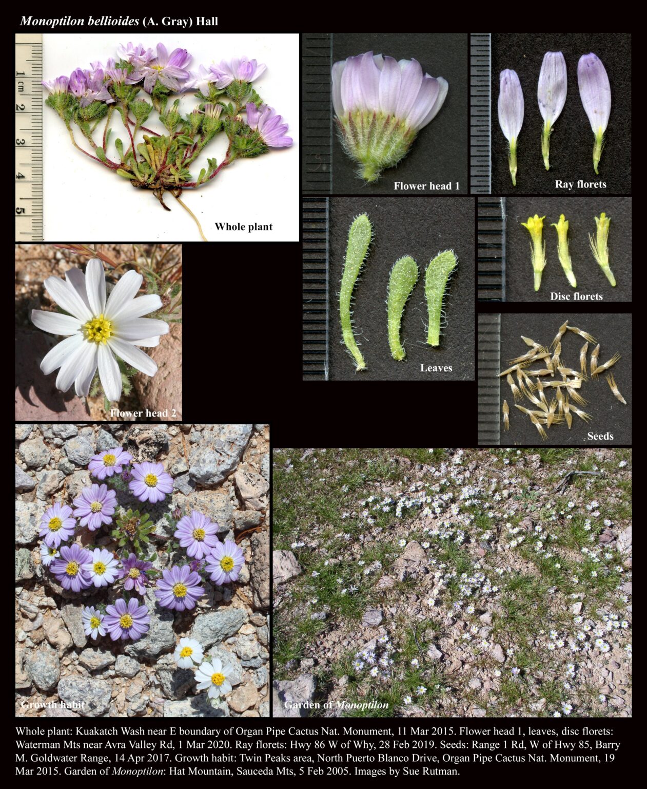 Monoptilon bellioides : The Arizona Native Plant Society