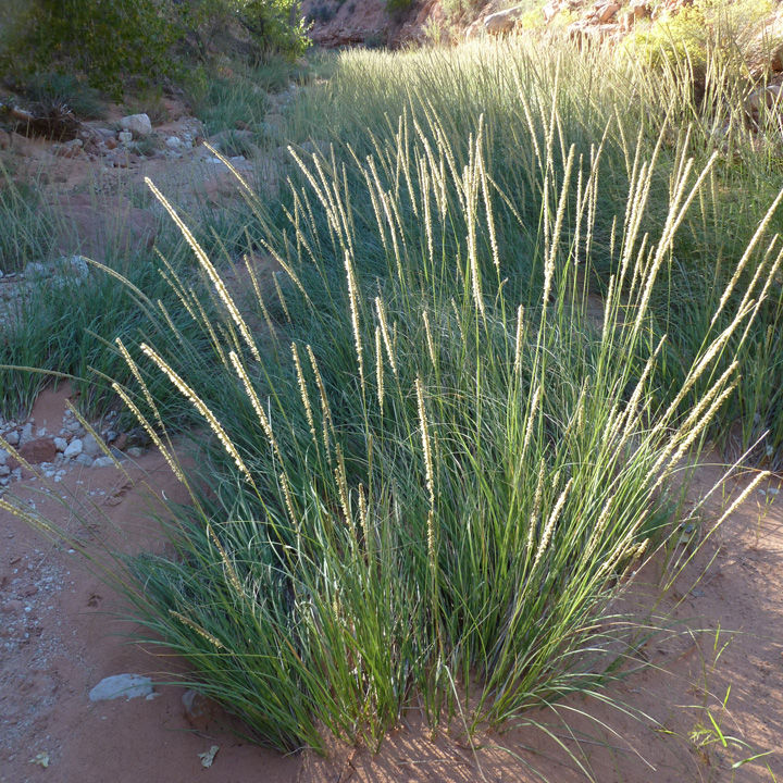 The Plant List | The Arizona Native Plant Society