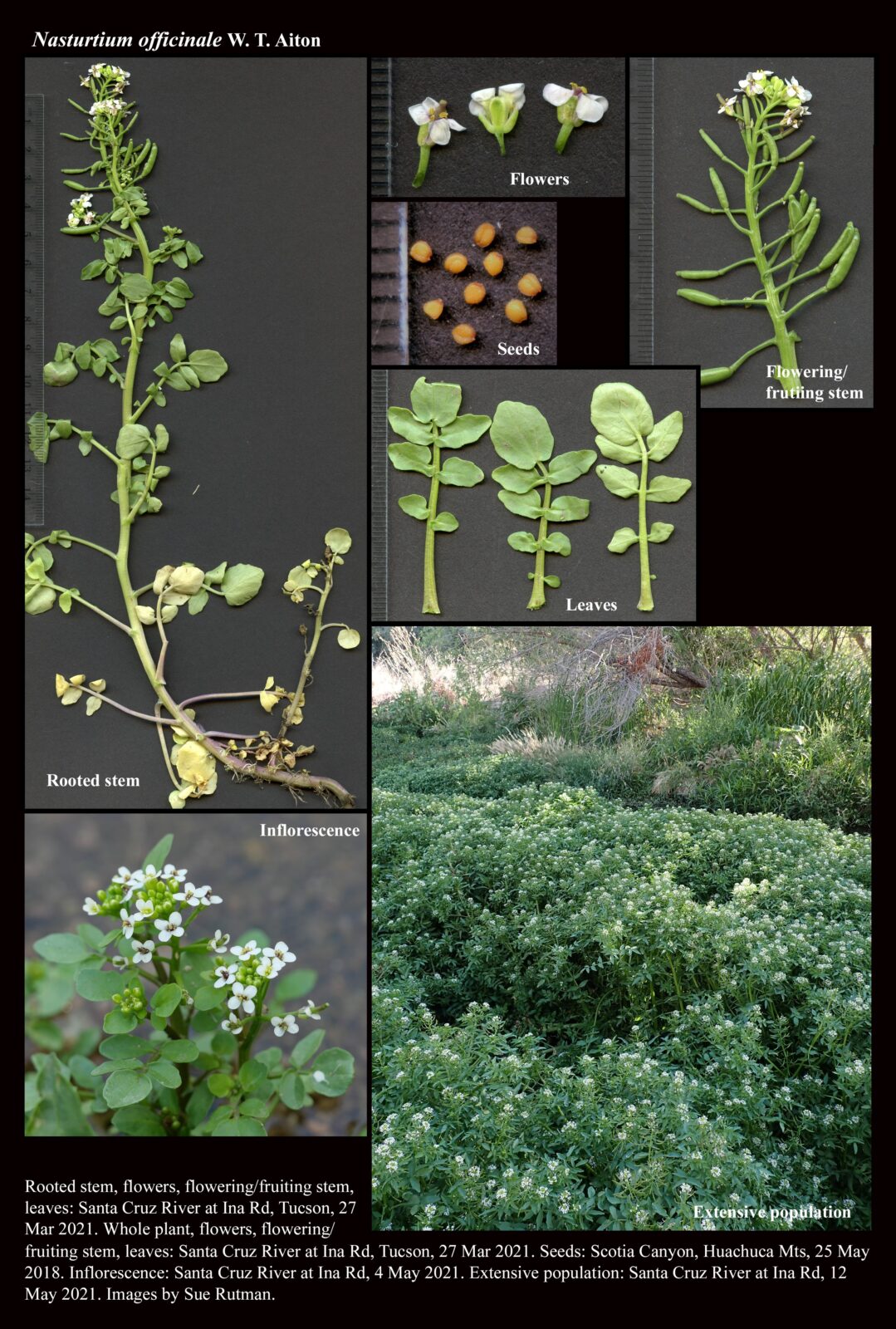 Nasturtium officinale : The Arizona Native Plant Society