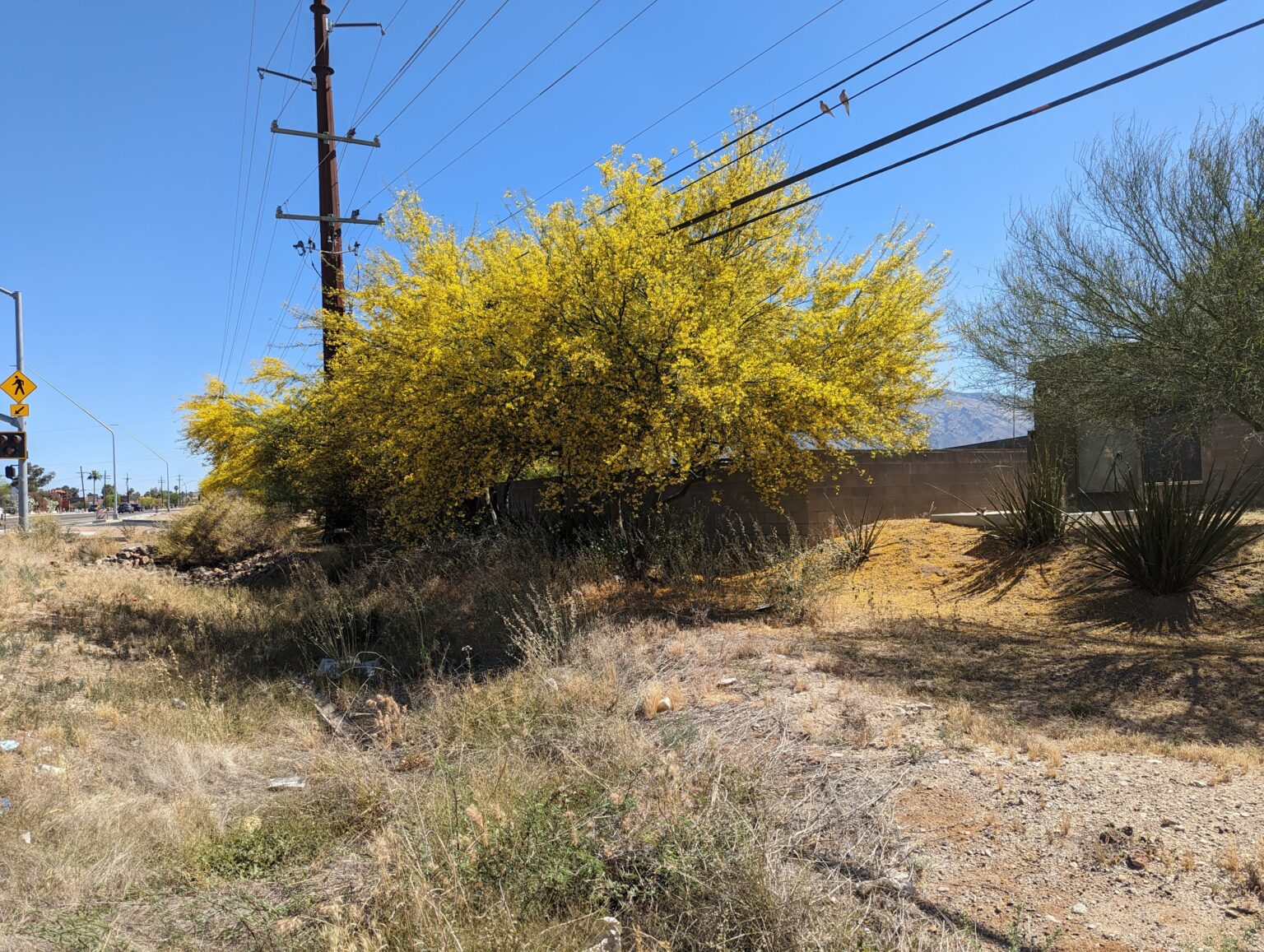 The Beautiful Procession of Palo Verde Flowers : The Arizona Native ...