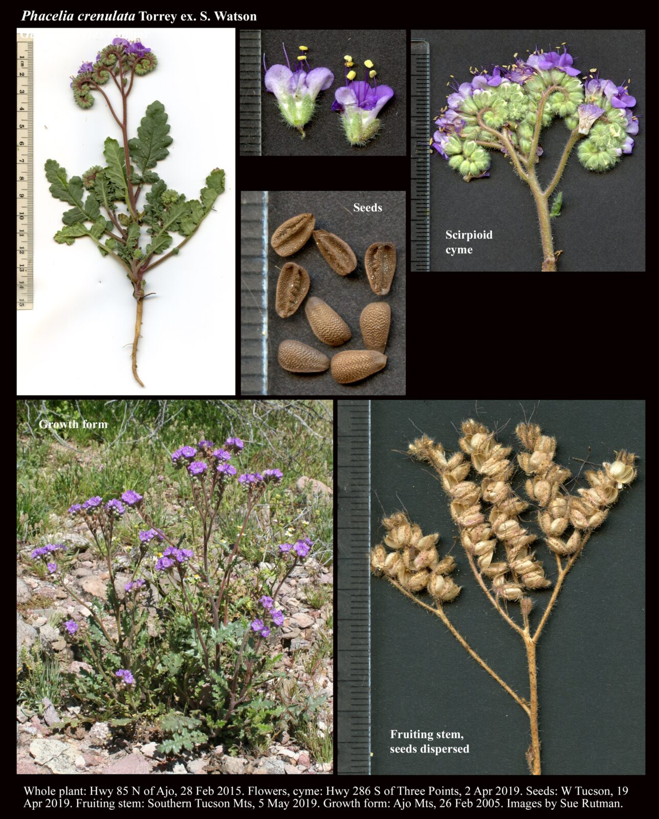 Phacelia crenulata The Arizona Native Plant Society