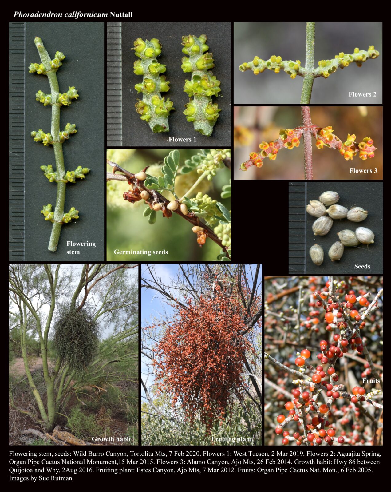 Phoradendron Californicum : The Arizona Native Plant Society