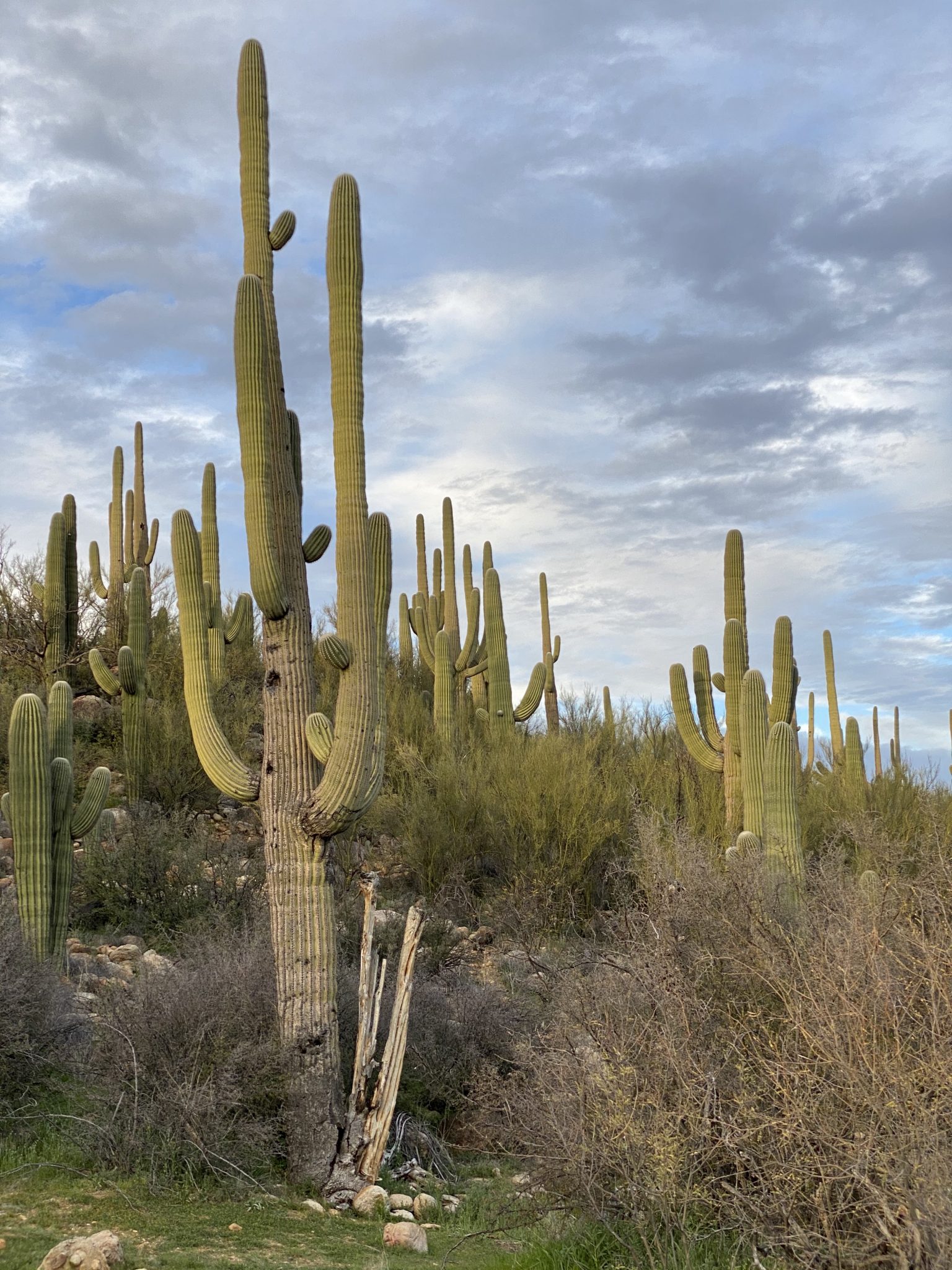 Tucson The Arizona Native Plant Society