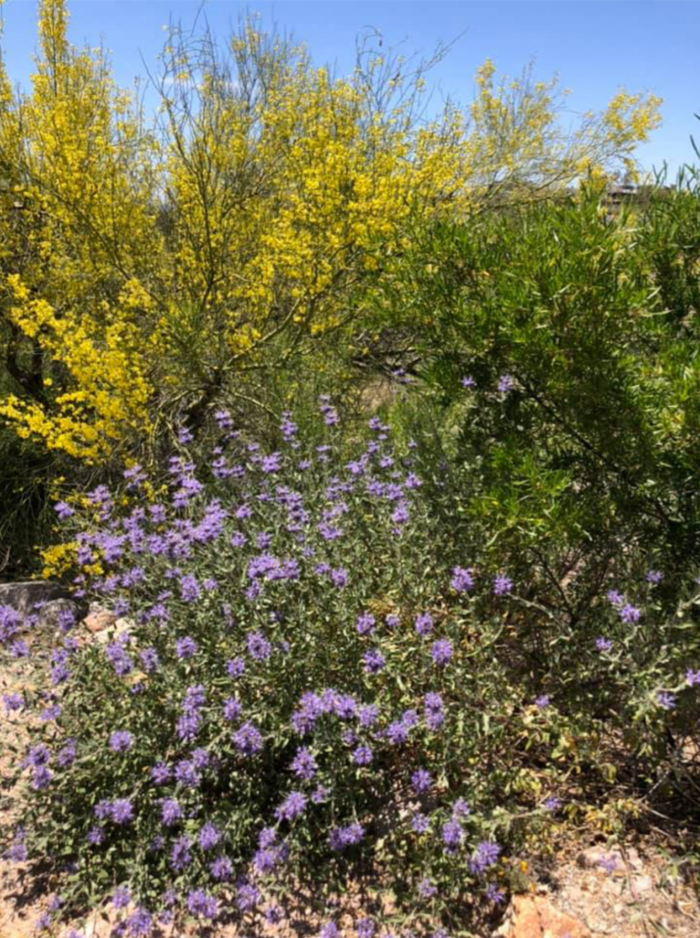 DEAR CARIANNE What are some native alternatives to oleander? The