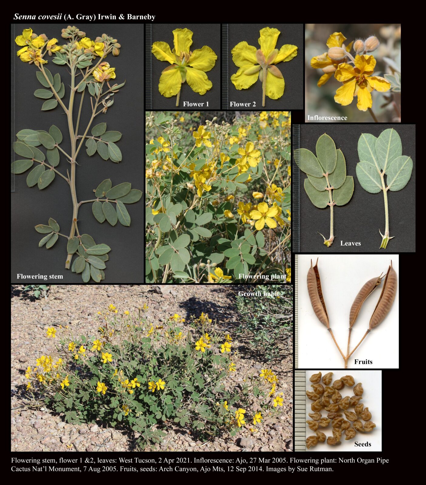 Senna covesii : The Arizona Native Plant Society