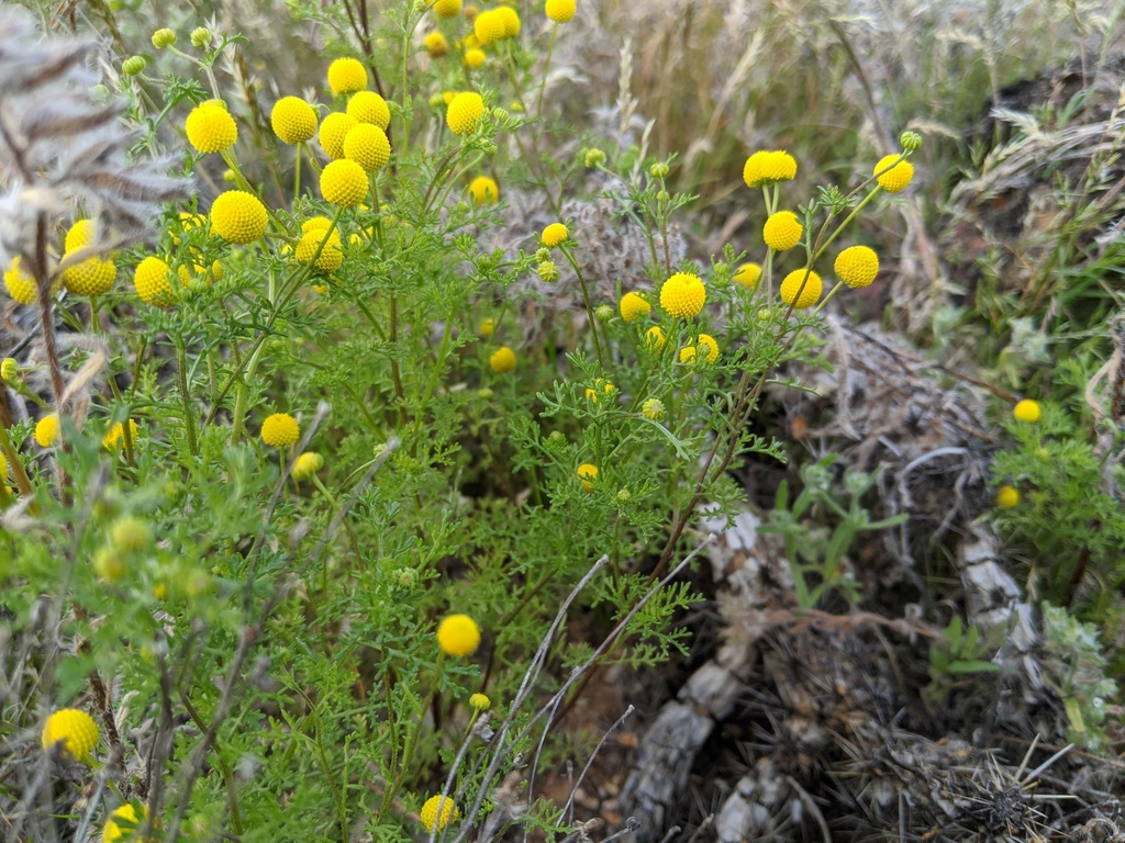 Stinknet plant flowering.