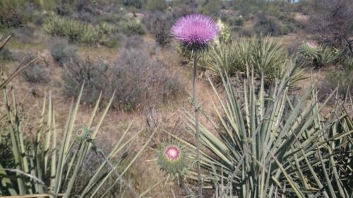 Perfil de la Planta: El Cardo Santo : The Arizona Native Plant Society