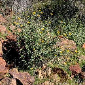 Max Licher