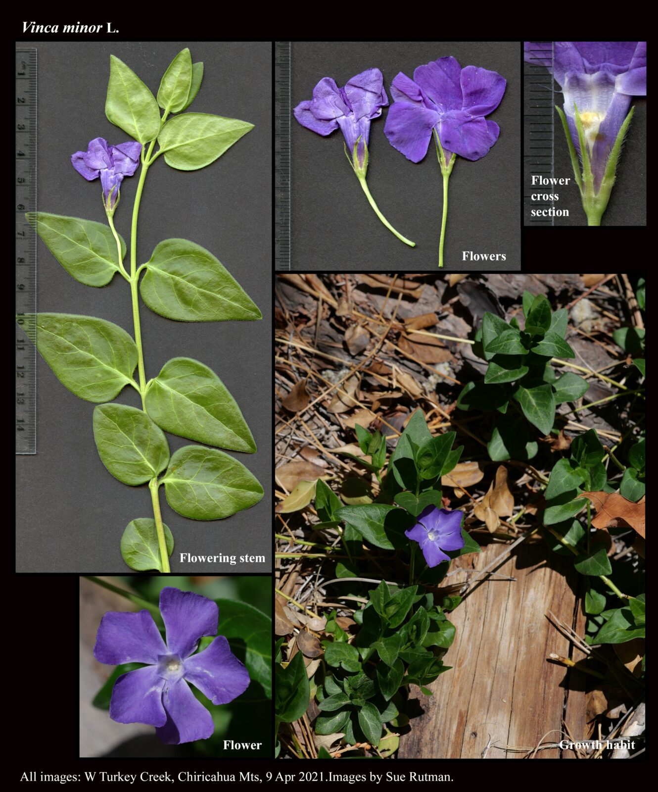 Vinca minor The Arizona Native Plant Society