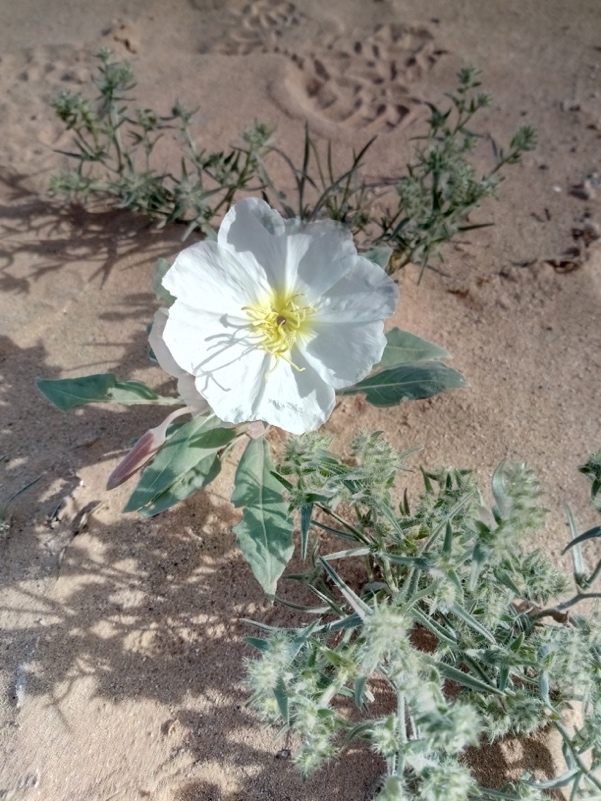 Yuma The Arizona Native Plant Society