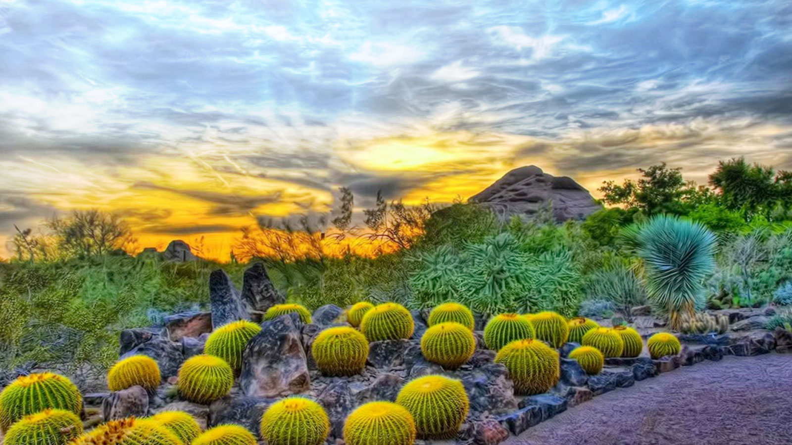 Grow Native | The Arizona Native Plant Society